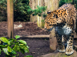 Supporting image for story: Twycross Zoo hosting online sessions for kids