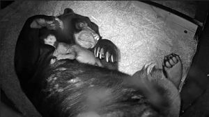 Supporting image for story