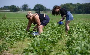 Members of the public picking strawberries at Shawbury Fruit Farm