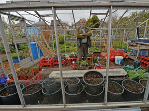 Supporting image for story: Heartbreak after spate of vandalism at Wednesbury allotments 