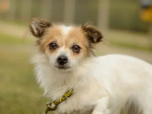 Supporting image for story: 21 adorable dogs waiting for a forever home in Kenilworth Dogs Trust - including pooches with Super Mario-inspired names