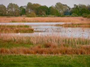 Supporting image for story: RSPB ‘over the moon’ at progress of huge reedbed project at quarry site