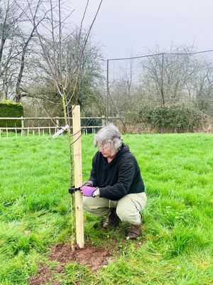 Tish planting one of the trees 
