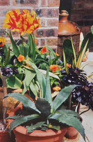 The plant at a much younger stage of its life.