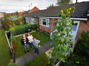 Supporting image for story: Sunflowers spring up in family's West Bromwich front garden