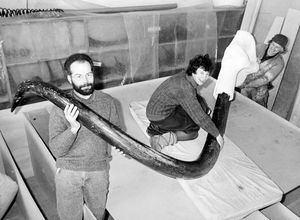A giant mammoth tusk was on loan from the British Museum in London which arrived in Shrewsbury on February 12, 1988. The caption went on: 'The tusk will form part of the display of the Shropshire mammoth found at a sand and gravel pit near Shrewsbury. It is believed to be the most complete adult skeleton to be found in Great Britain and one of the best in Western Europe. Although many fragments of the tusk were found with the skeleton, it has not been possible to reassemble these yet, so the British Museum has lent Shropshire a tusk for the time being...' It said the bones would be on display at Cosford Aerospace Museum from April 1 to October 30. 'Seen with the tusk are, from left, Colin Shuttleworth, Hilary Hymes, exhibition co-ordinator, and Derek James, display artist.'