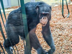 Supporting image for story: Real life: Going ape for zookeeper job