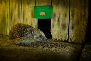 A hedgehog by a Hedgehog Highway