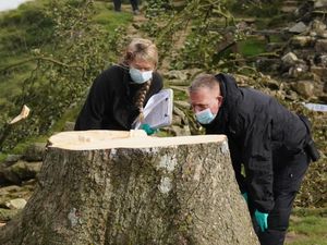 Forensic investigators from Northumbria Police examine the felled tree