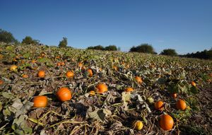 There are plenty of pumpkins left and the patch is open through to Halloween