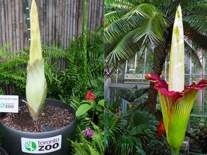 Supporting image for story: Flower that smells like a corpse set to bloom for the first time