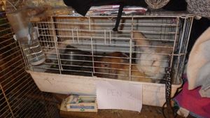 Photo: Little Meadow Animal Rescue/ RSPCA