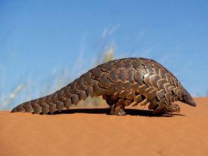 Supporting image for story: WWF warns of growing trade in illegal wildlife products for treating ailments