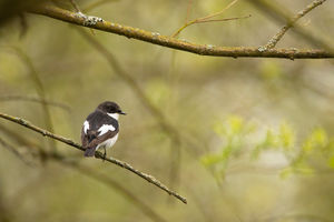 Pied Flycatcher in woodland