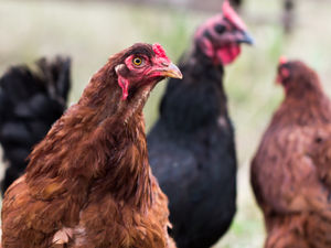 Supporting image for story: Avian flu clampdown for Welsh poultry owners 