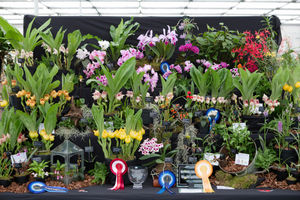 The International Orchid Show at BBC Gardeners' World Live