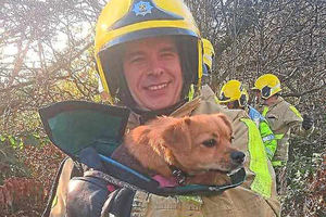 The dog helped in Madeley