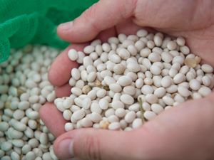 Supporting image for story: More beans and rearranged menus found to boost intake of greener lower-fat foods