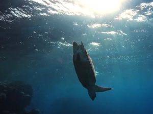 Supporting image for story: Ocean Film Festival World Tour coming to Shrewsbury