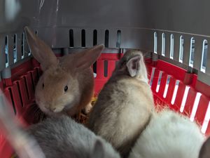 Supporting image for story: Appeal after four young rabbits abandoned just days before Christmas in Shrewsbury