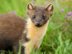 Supporting image for story: Charity bid for Shropshire pine marten project