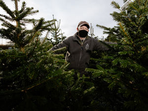 Supporting image for story: Restrictions lifted to allow Christmas tree sales