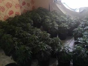 Supporting image for story: Illegal immigrant jailed for work at £88k drugs farm