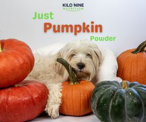 Pumpkin Powder