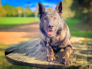 Supporting image for story: Retired police dog needs spinal surgery after strenuous working life