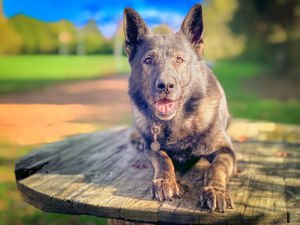 Supporting image for story: Retired police dog needs spinal surgery after strenuous working life