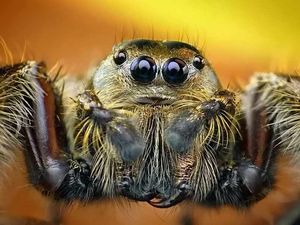 Supporting image for story: Locked in with a spider