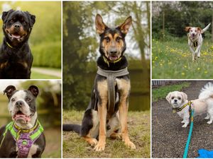 Supporting image for story: 15 'underdogs' waiting in Dogs Trust kennels for their 'fur-ever' this festive season