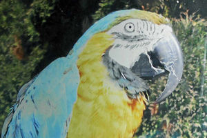 Supporting image for story: Man who kept Sam the stolen parrot at his house is given a work order