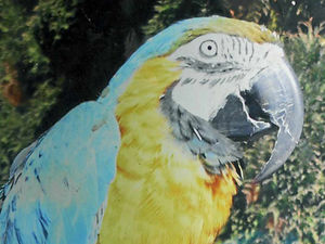 Supporting image for story: Man who kept Sam the stolen parrot at his house is given a work order