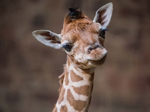 Supporting image for story: Not just a tall tale: Chester Zoo celebrates birth of rare giraffe