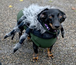 Eight legs, one wagging tail – this little spider pup is ready for Halloween