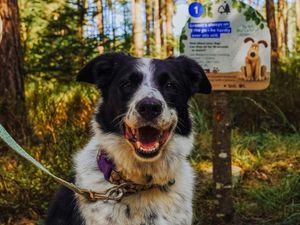 A black and white dog sitting in front of a Wallace and Gromit trail sign.