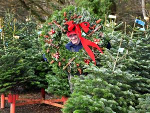 Supporting image for story: South Staffordshire Christmas tree farm brothers ready to help the public find their perfect festive centrepiece