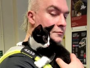 Supporting image for story: Adorable abandoned kittens find new homes with Wolverhampton police officers who saved them