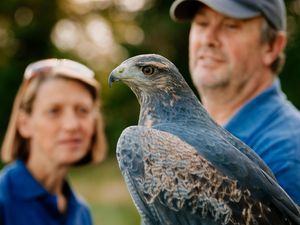 Supporting image for story: Paco the eagle is star attraction at Shrewsbury show after his escape left keepers in a flap - with pictures and video