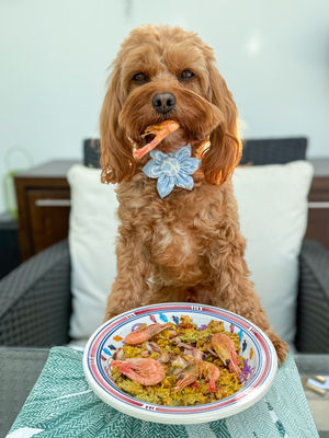 Years will be available in all Pets & Friends