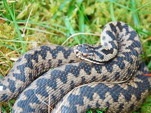 Supporting image for story: Woman bitten by adder at Shropshire beauty spot