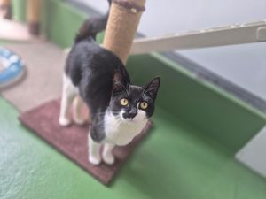 Tracey at RSPCA Gonsal Farm Animal Centre in Shropshire