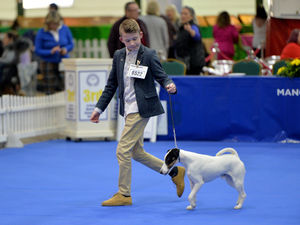 Supporting image for story: Dogs compete for coveted Crufts place in Staffordshire
