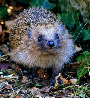 The number of hedgehogs in Britain has fallen from 30 million to one million since the 1950s