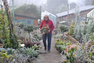 Bruce Screen, from Cypress Nursery, Rowley Regis