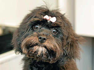 Supporting image for story: I spent £45 on a diamanté dog collar but she's my baby