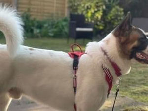 Supporting image for story: 'I live in fear now a dog who wounded a spaniel after attacking a boy has been allowed to stay in our village'