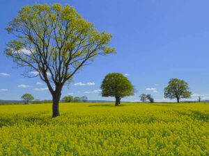 Supporting image for story: StarWitness: Sunshine picture is a winner