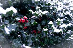 Holly, Snow and Berries - Caron Malcolm